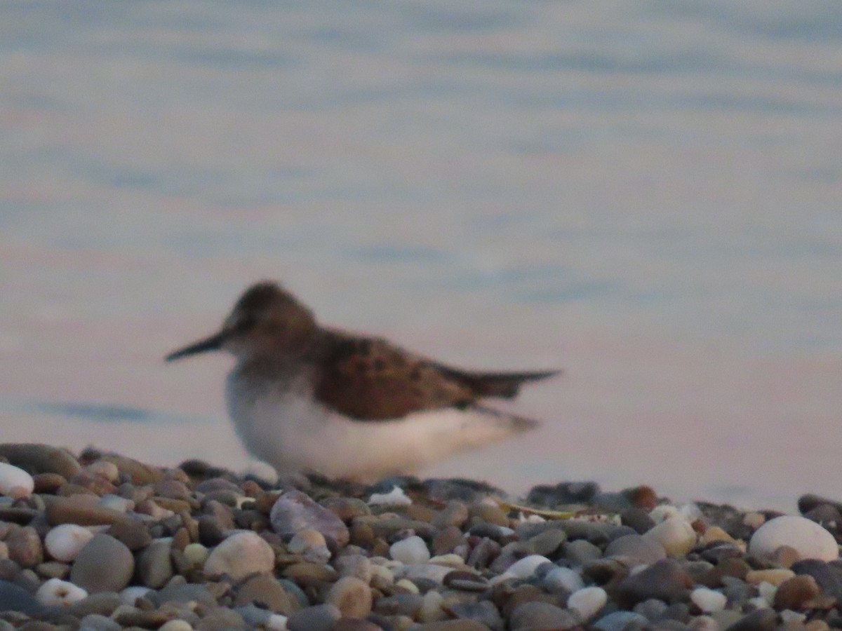 Least Sandpiper - dave chase