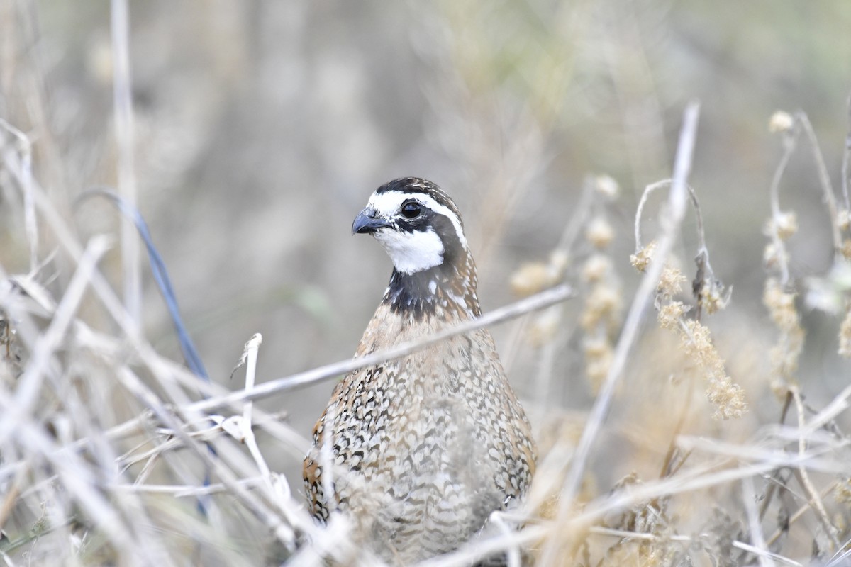 Northern Bobwhite - Harrison Calvin