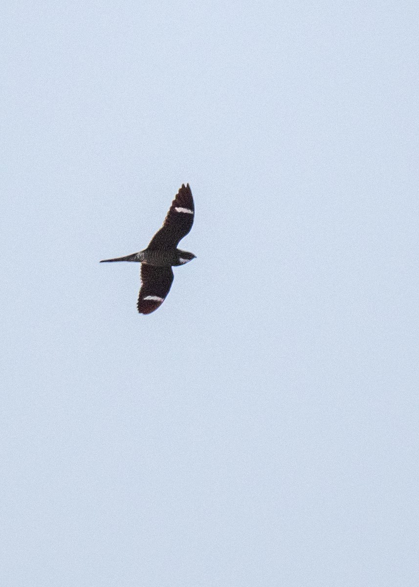 Common Nighthawk - Jobi Cates