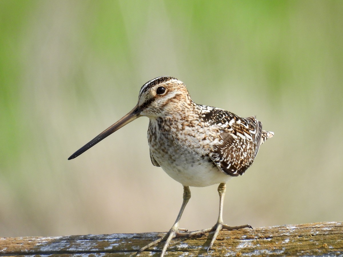 Wilson's Snipe - Dana Sterner