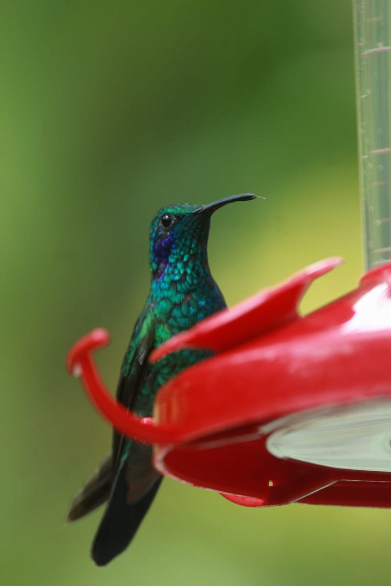 Colibrí Oreja Violeta Menor - ML619521957