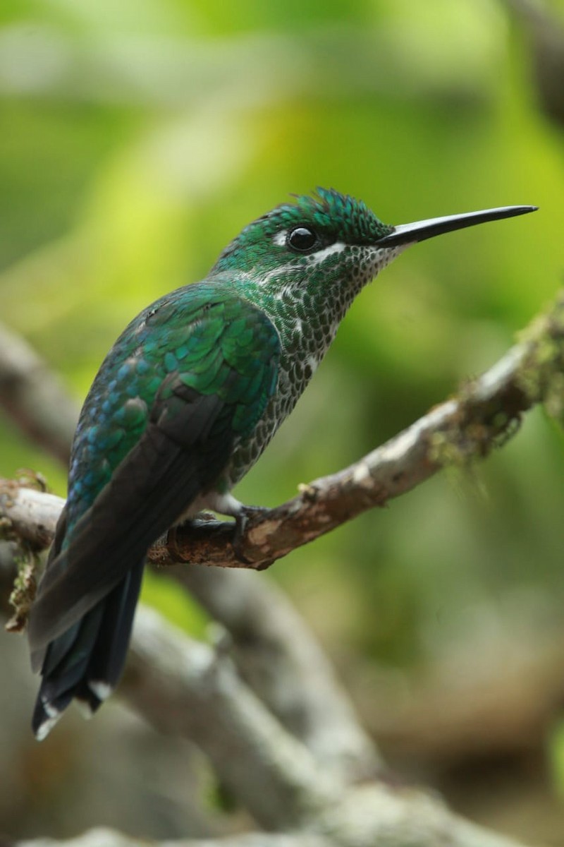 Green-crowned Brilliant - Adan Marín Bermúdez