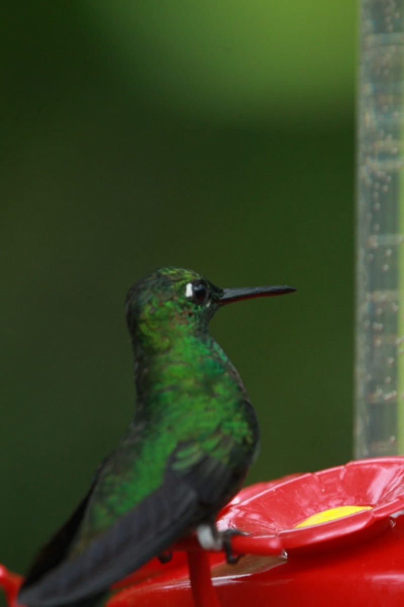 kolibřík subtropický - ML619521961