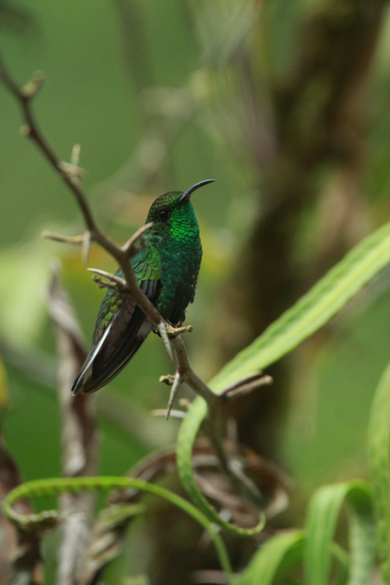 Colibrí Morado - ML619521964