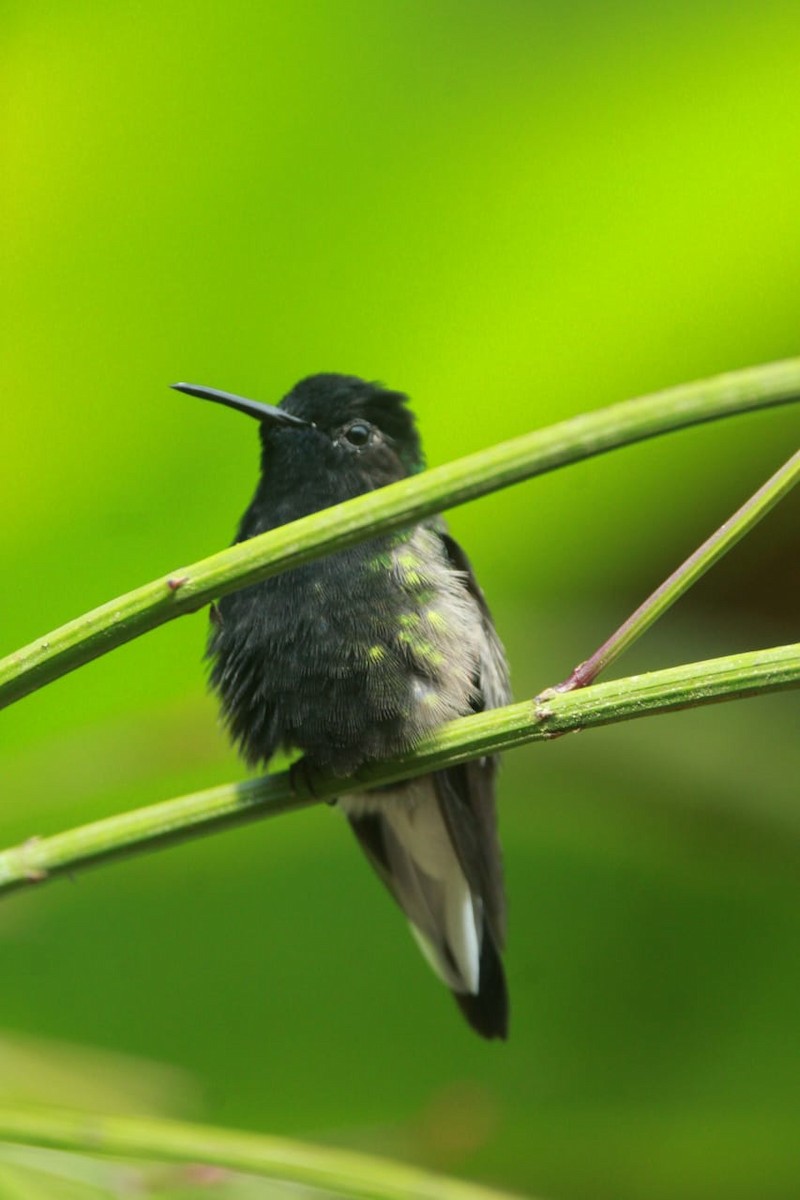 Colibrí Ventrinegro - ML619521966