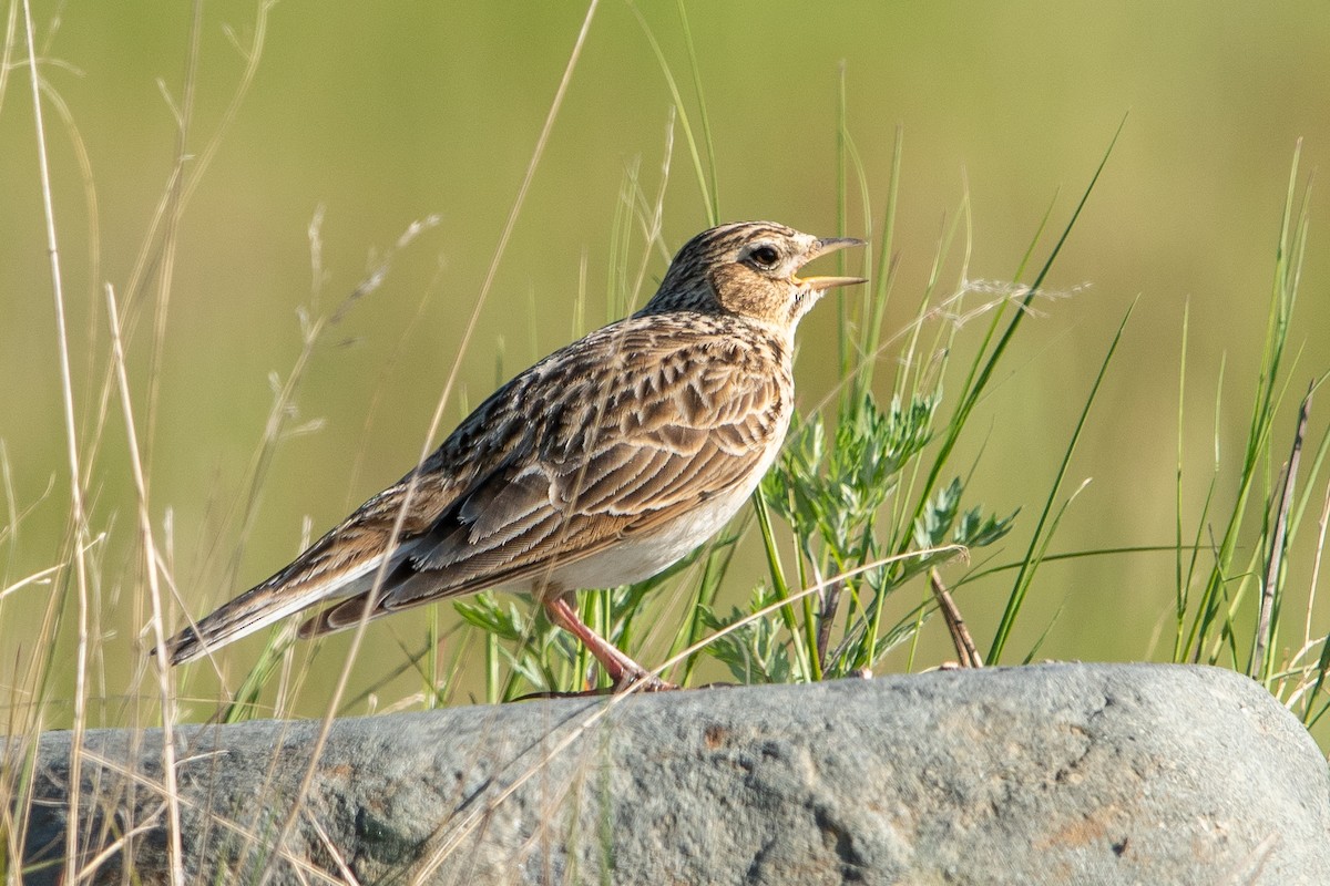 Eurasian Skylark - Jemelee Alvear