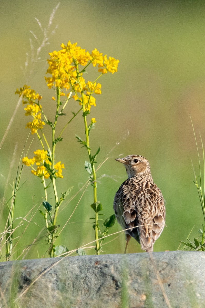 Eurasian Skylark - Jemelee Alvear