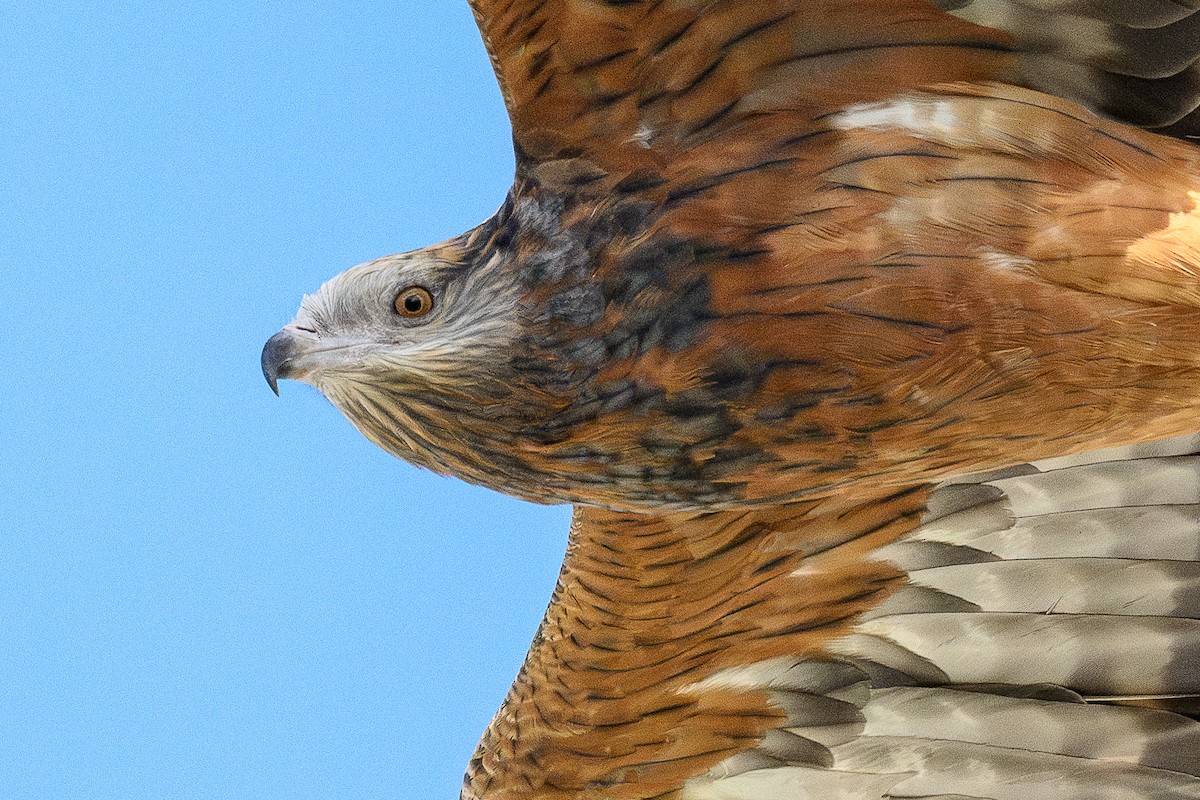 Square-tailed Kite - David Southall