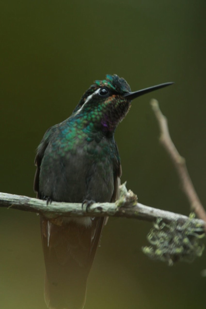 Purple-throated Mountain-gem - ML619521972