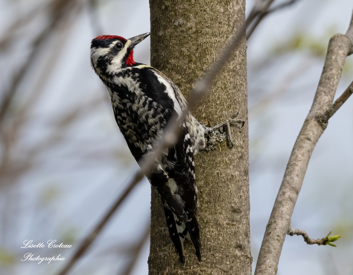 Yellow-bellied Sapsucker - Lisette Croteau