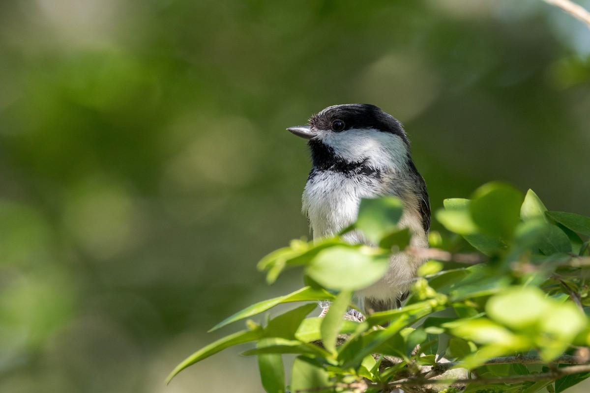 Black-capped Chickadee - Ric mcarthur