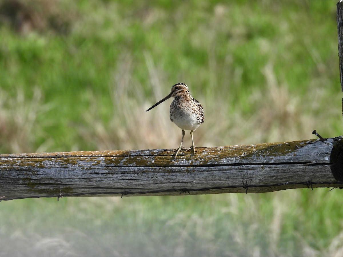 Wilson's Snipe - Dana Sterner