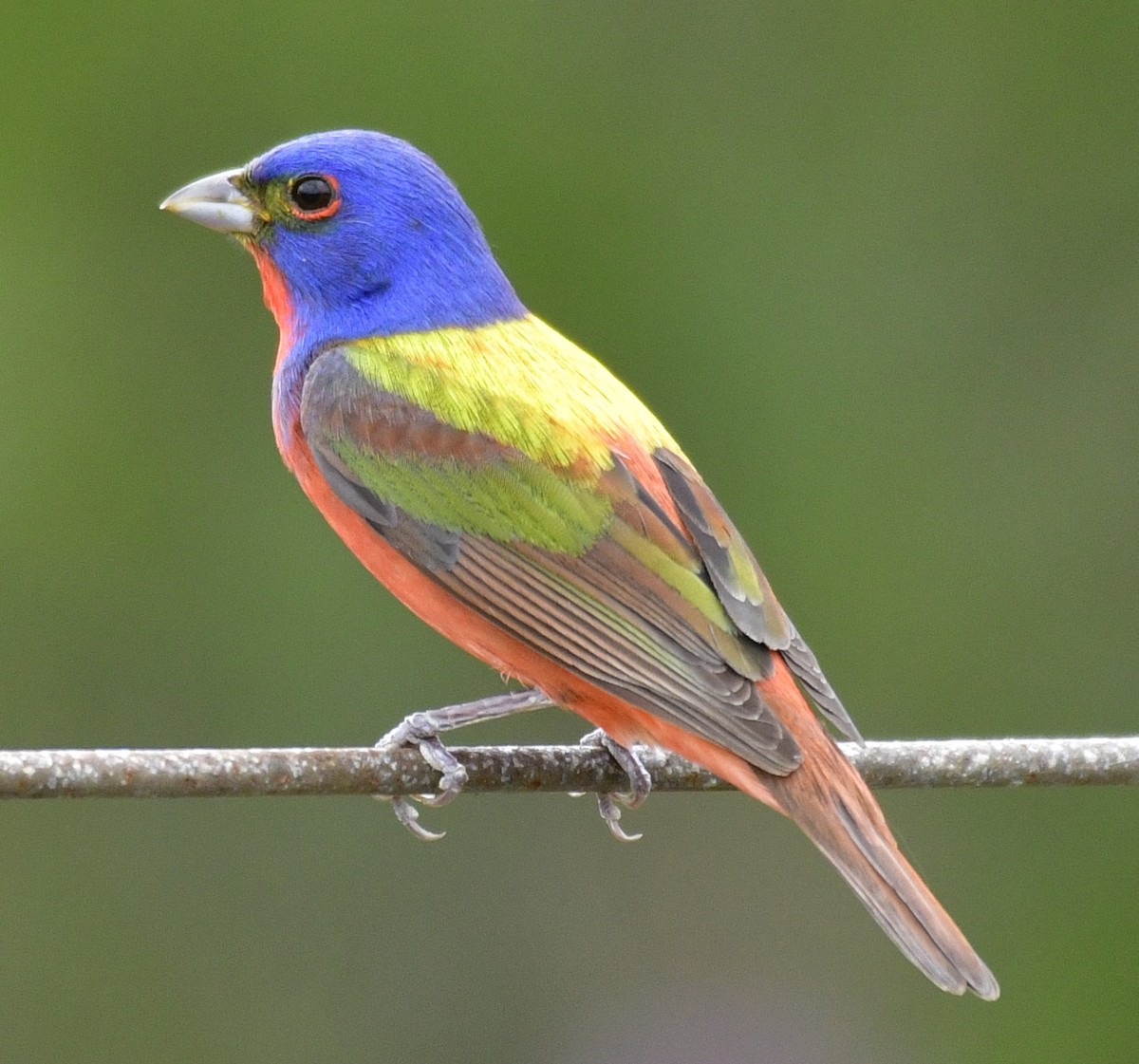 Painted Bunting - Harrison Calvin