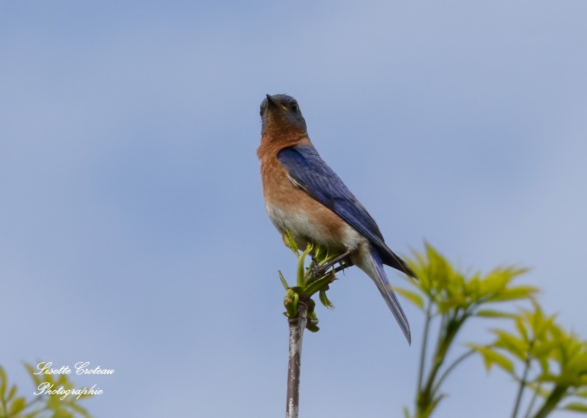 Eastern Bluebird - Lisette Croteau