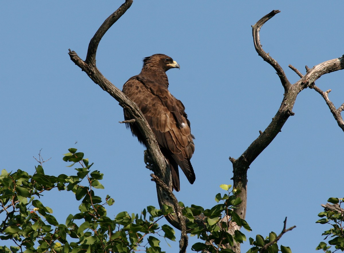 Wahlberg's Eagle - Neil Wright