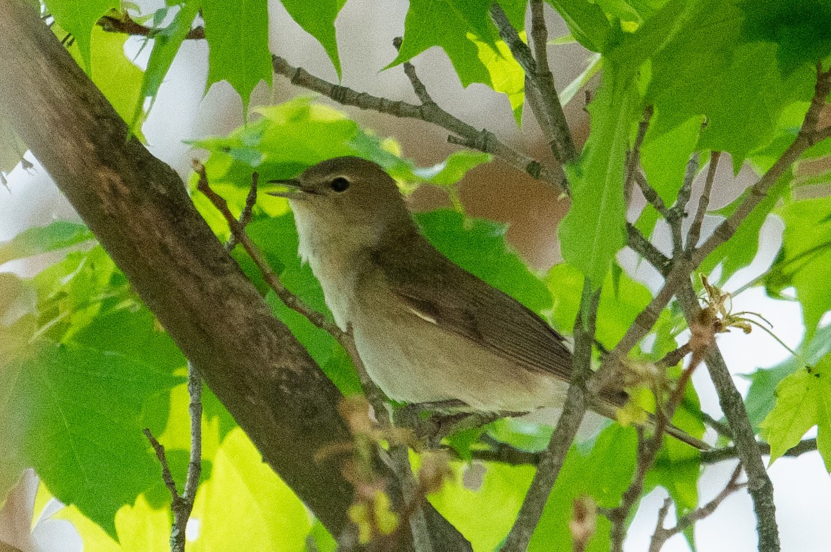 Garden Warbler - Jemelee Alvear