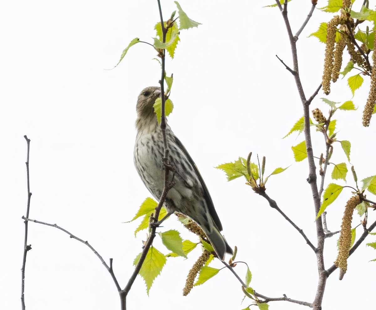 Pine Siskin - Lisette Croteau