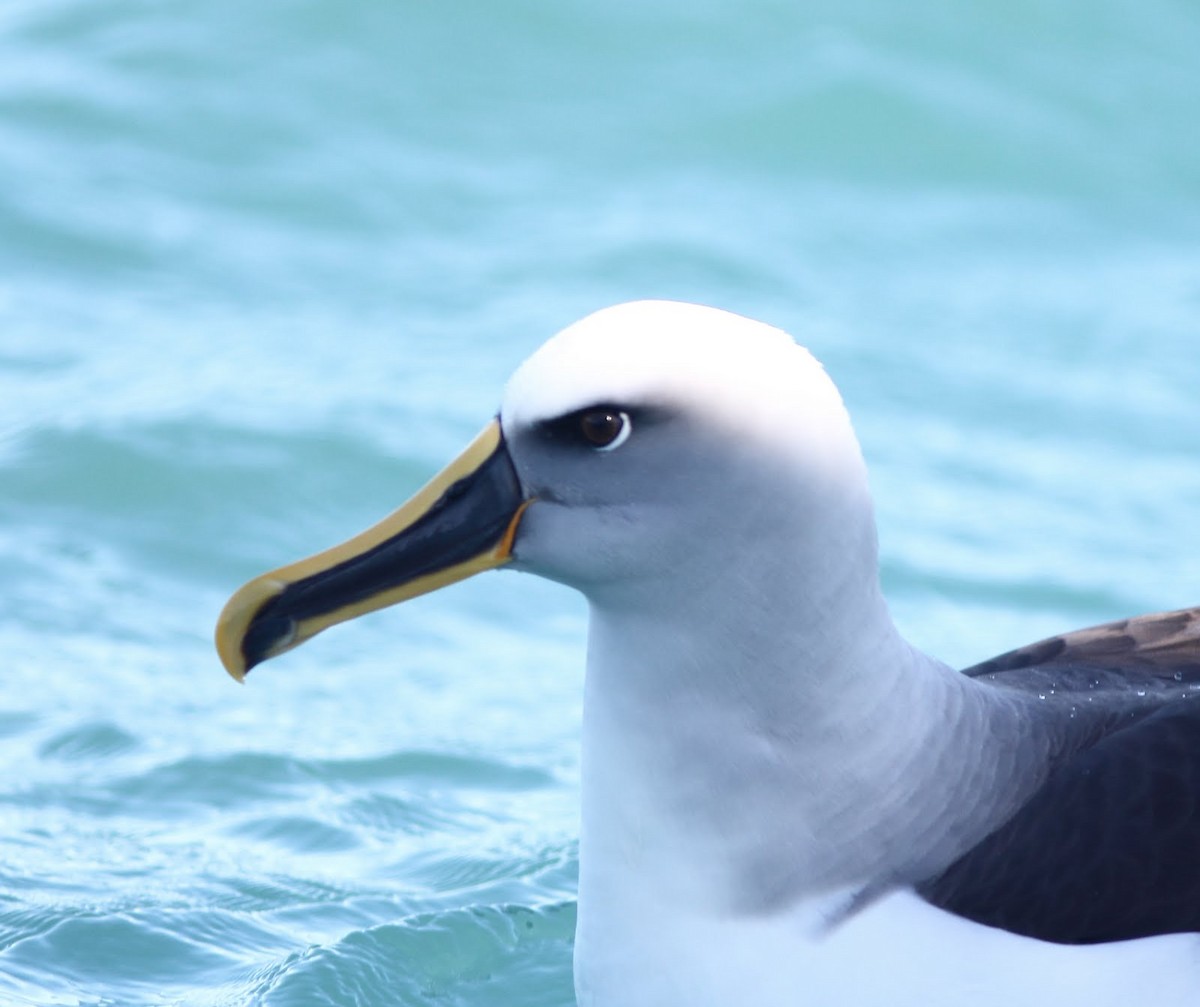 Buller's Albatross - Andrew Collins