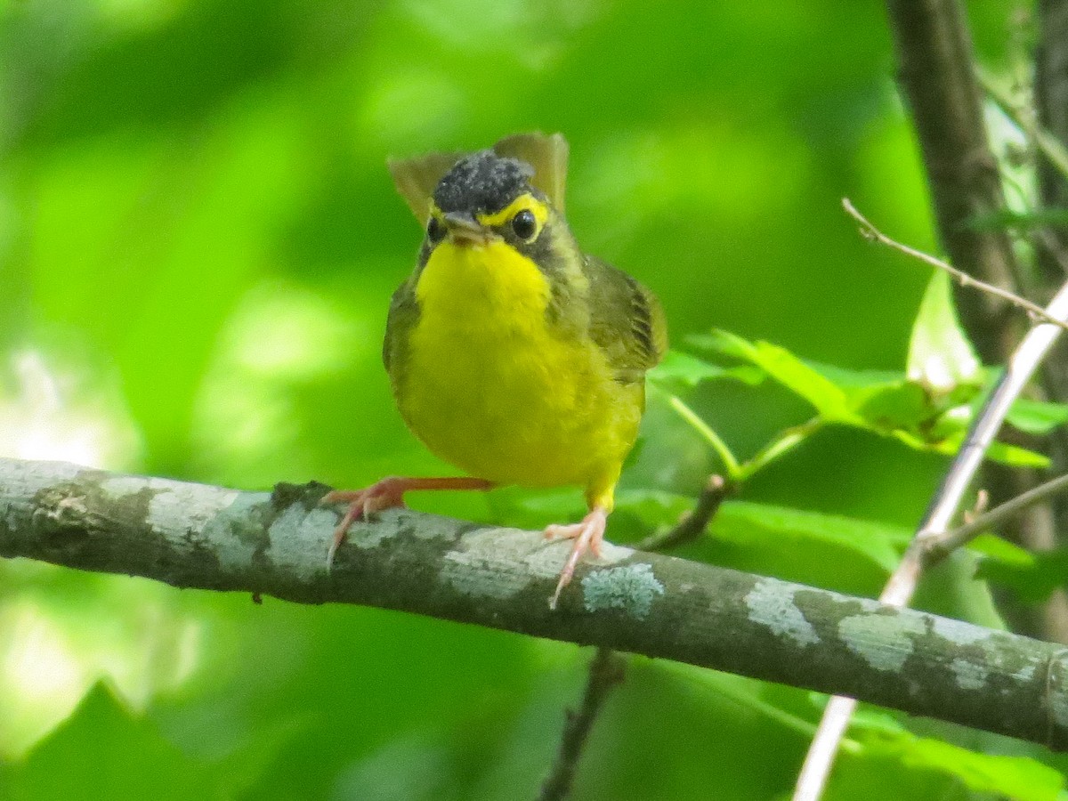 Kentucky Warbler - Richard Meltzer