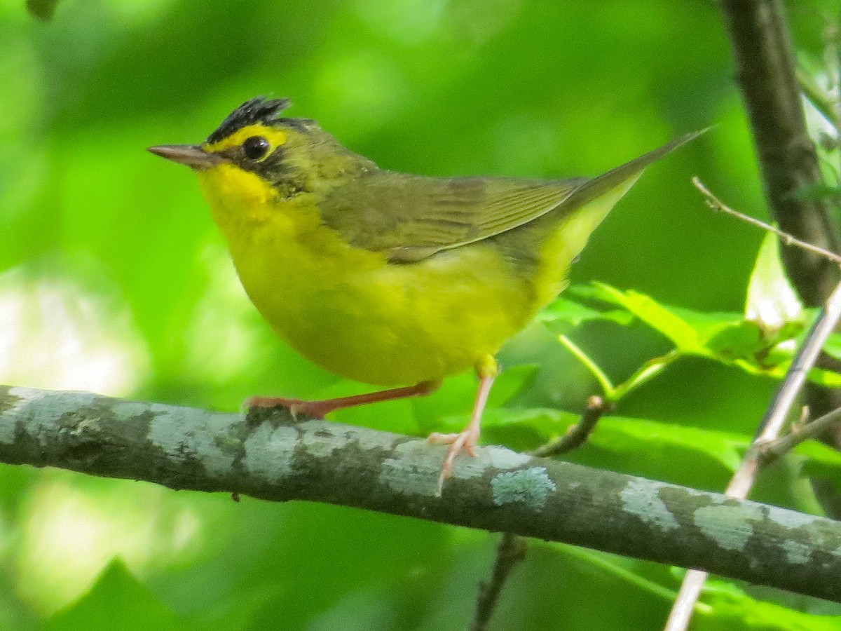 Kentucky Warbler - Richard Meltzer