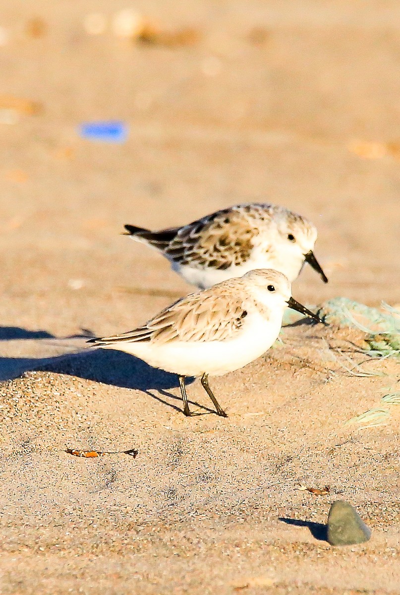 Sanderling - Elías Marín