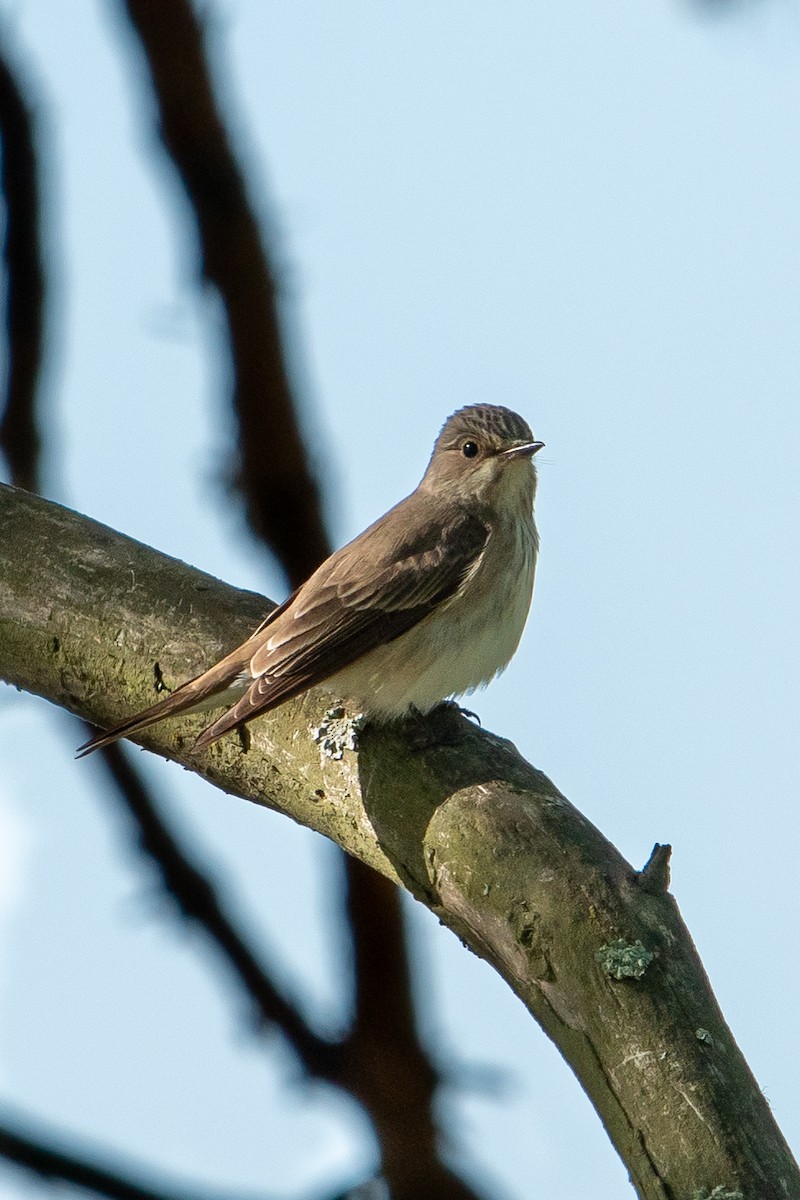 Spotted Flycatcher - Jemelee Alvear