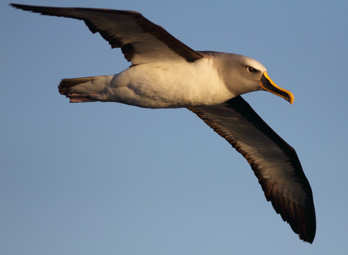 Buller's Albatross - Andrew Collins