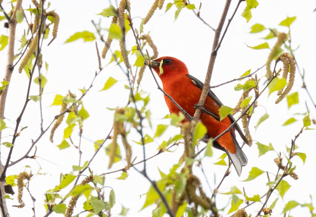 Scarlet Tanager - Lisette Croteau