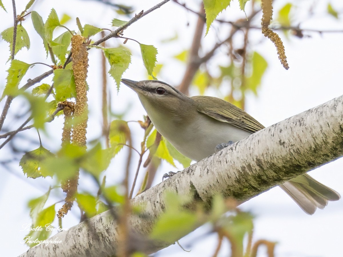 Red-eyed Vireo - Lisette Croteau