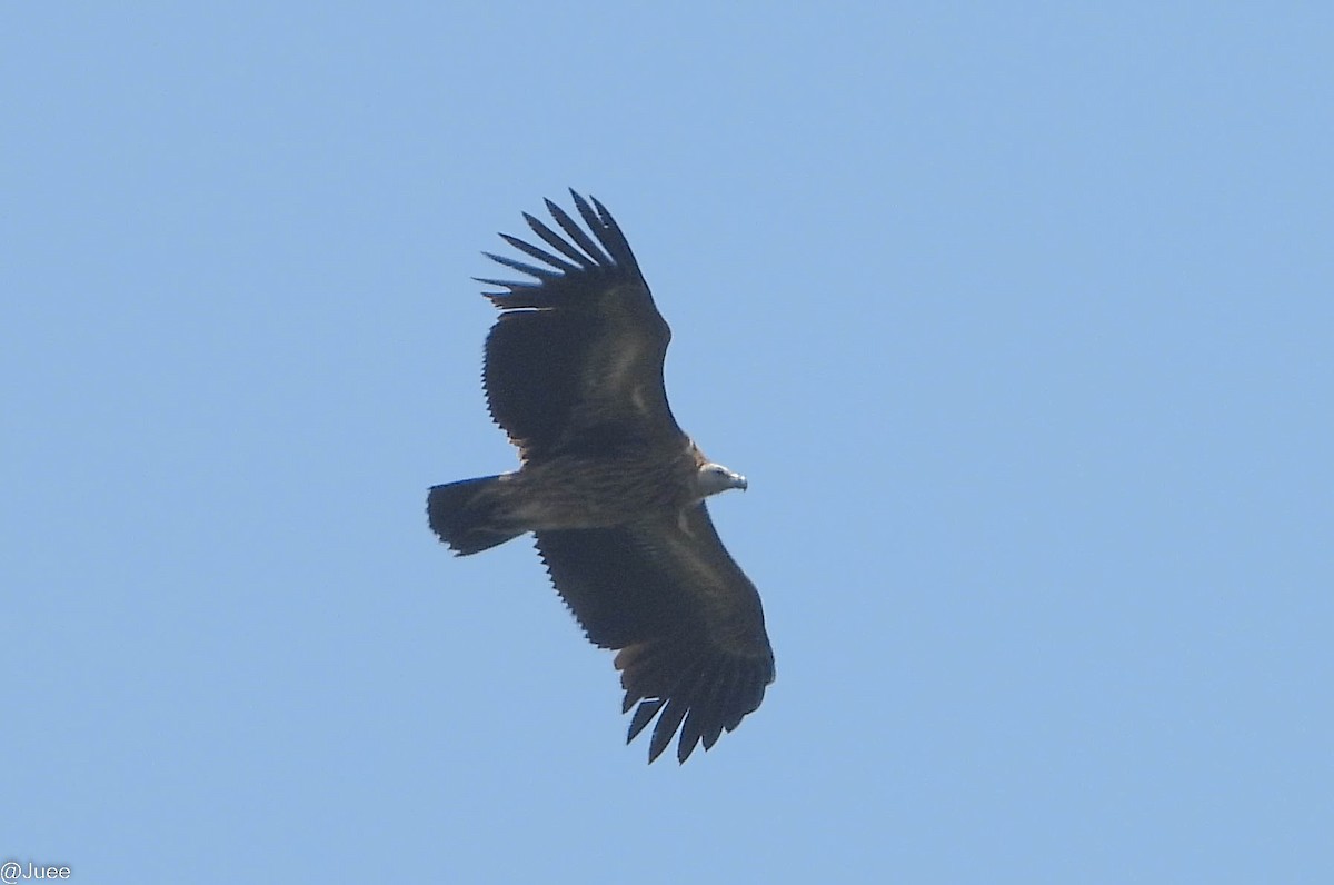 Himalayan Griffon - juee khopkar