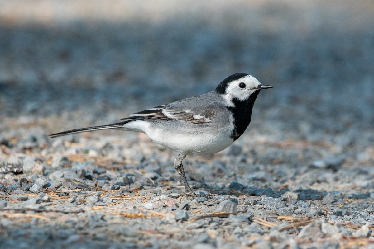 White Wagtail - Jemelee Alvear