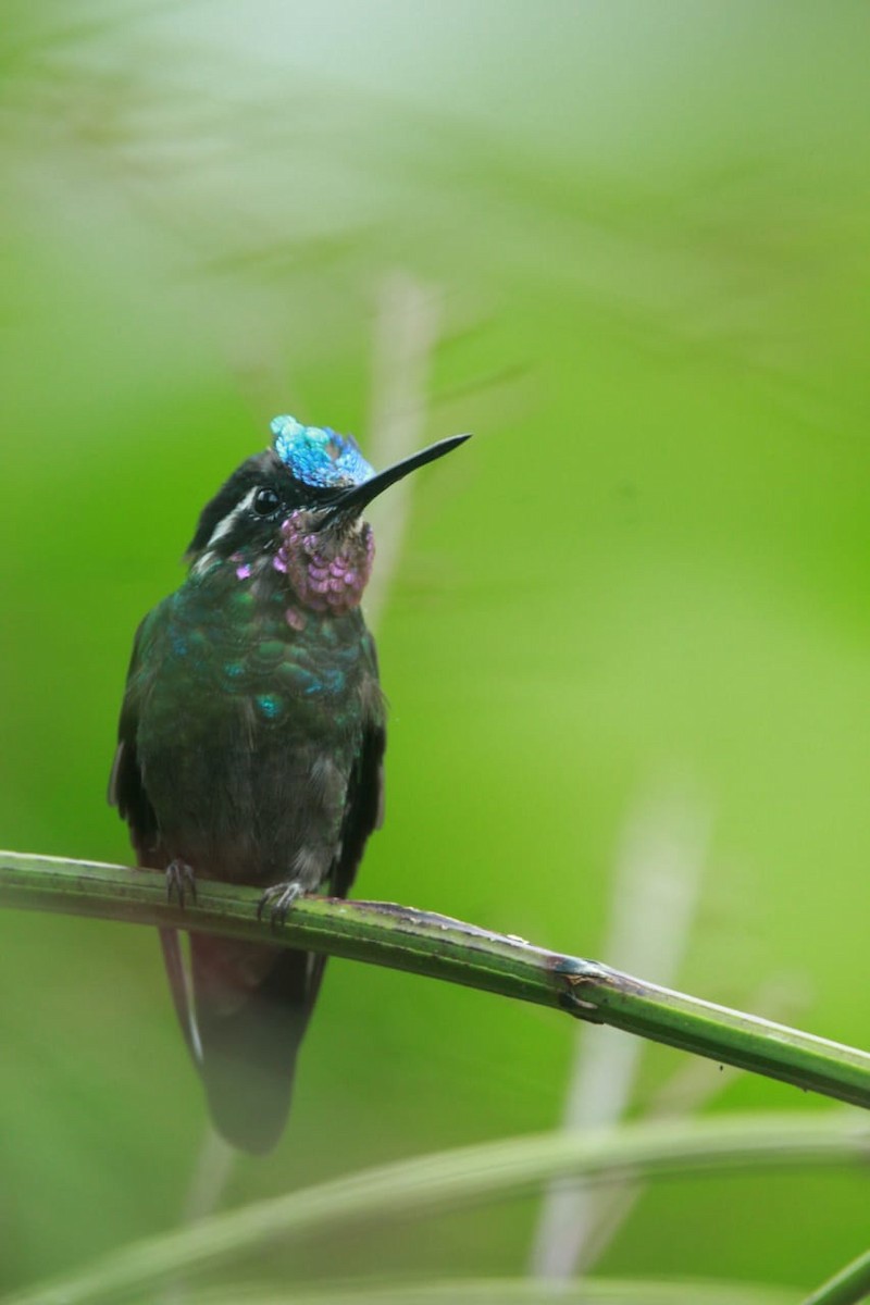 Purple-throated Mountain-gem - ML619522006