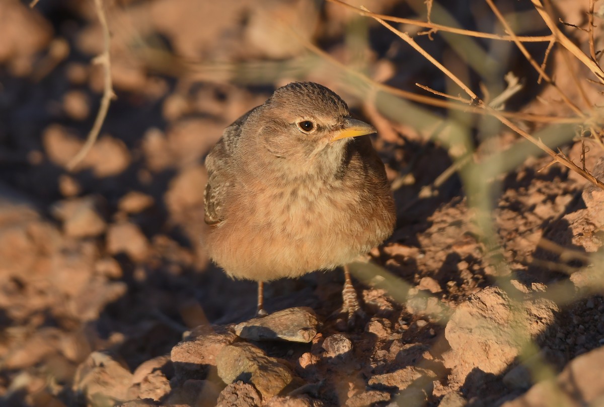 Desert Lark - Viorel-Ilie ARGHIUS