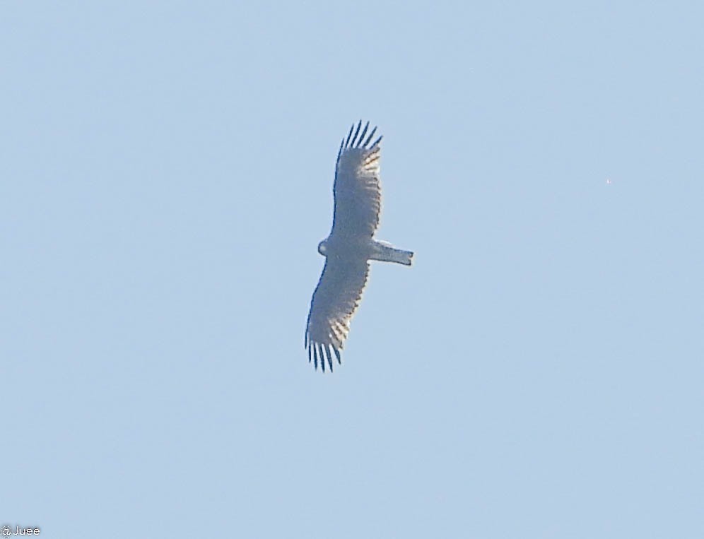 Águila Calzada - ML619522009