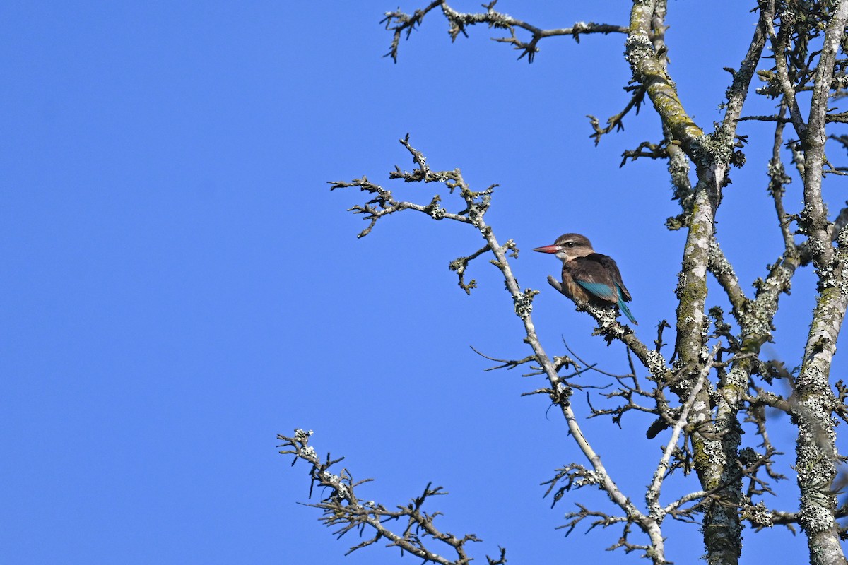 Martin-chasseur à tête brune - ML619522018