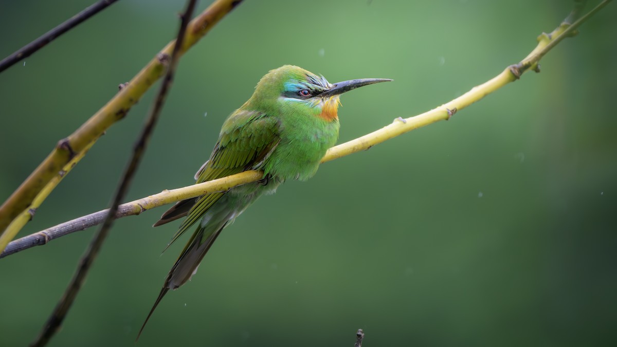 Blue-cheeked Bee-eater - Shashika Bandara