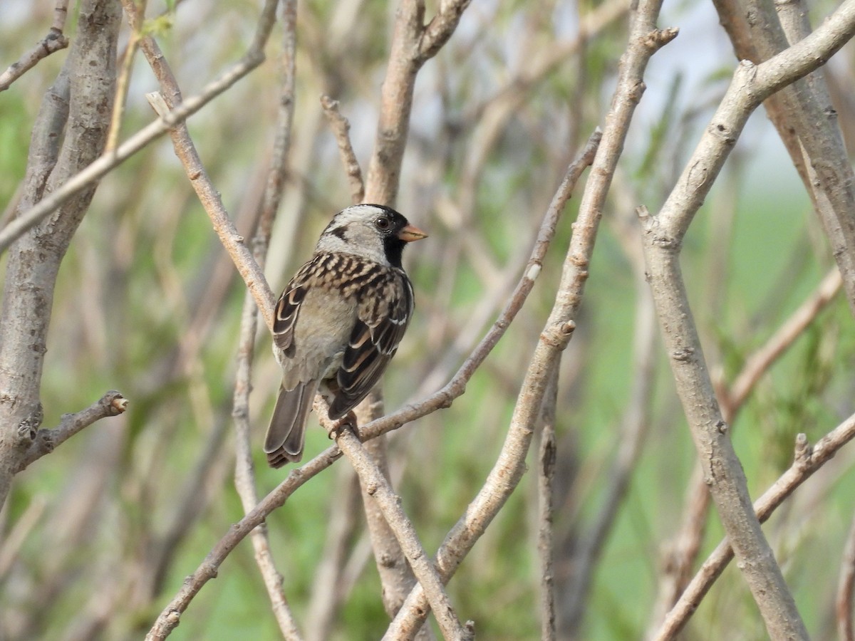 Harris's Sparrow - Dana Sterner