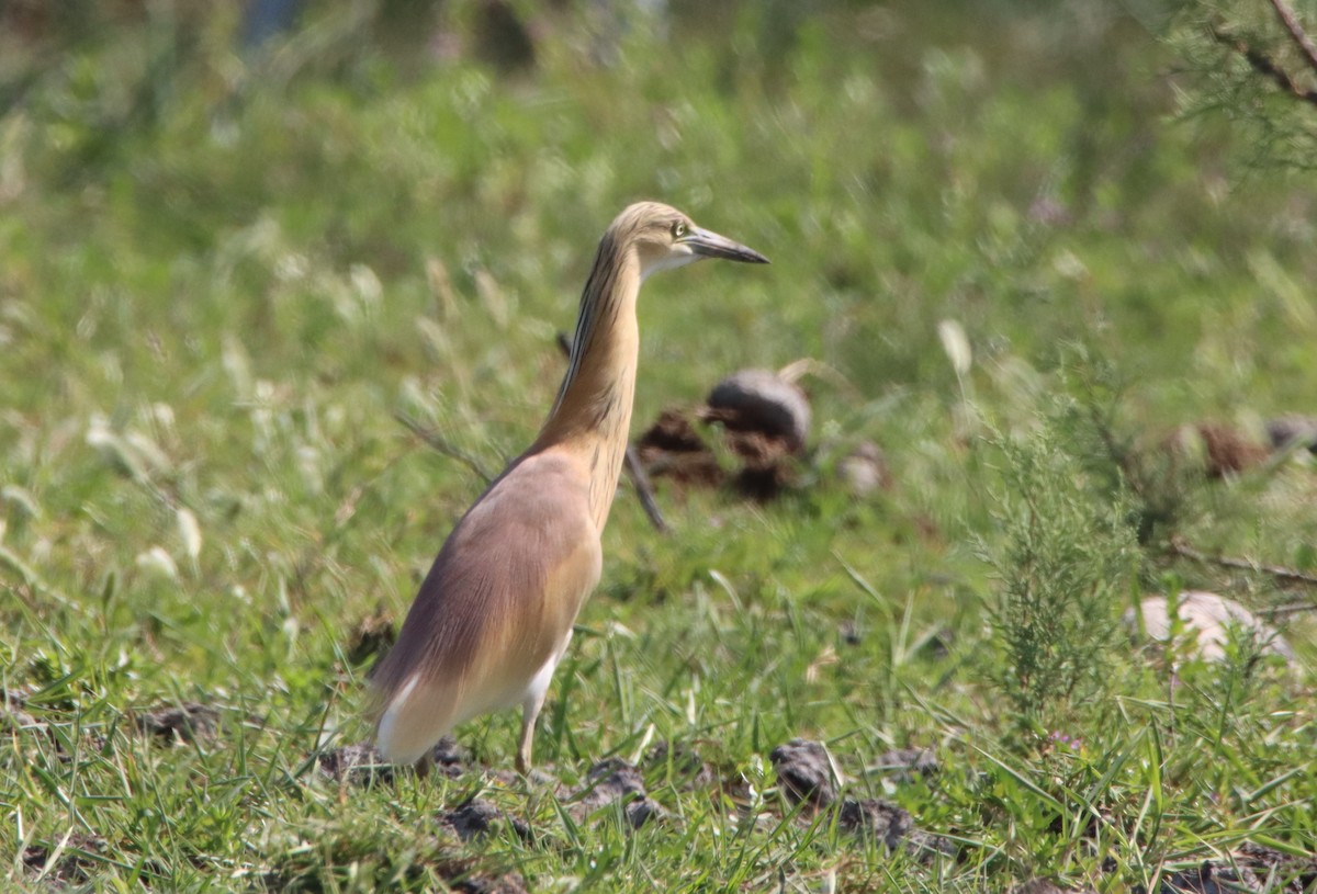 Squacco Heron - Su Delve