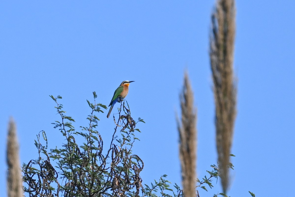 White-fronted Bee-eater - Marcelina Poddaniec