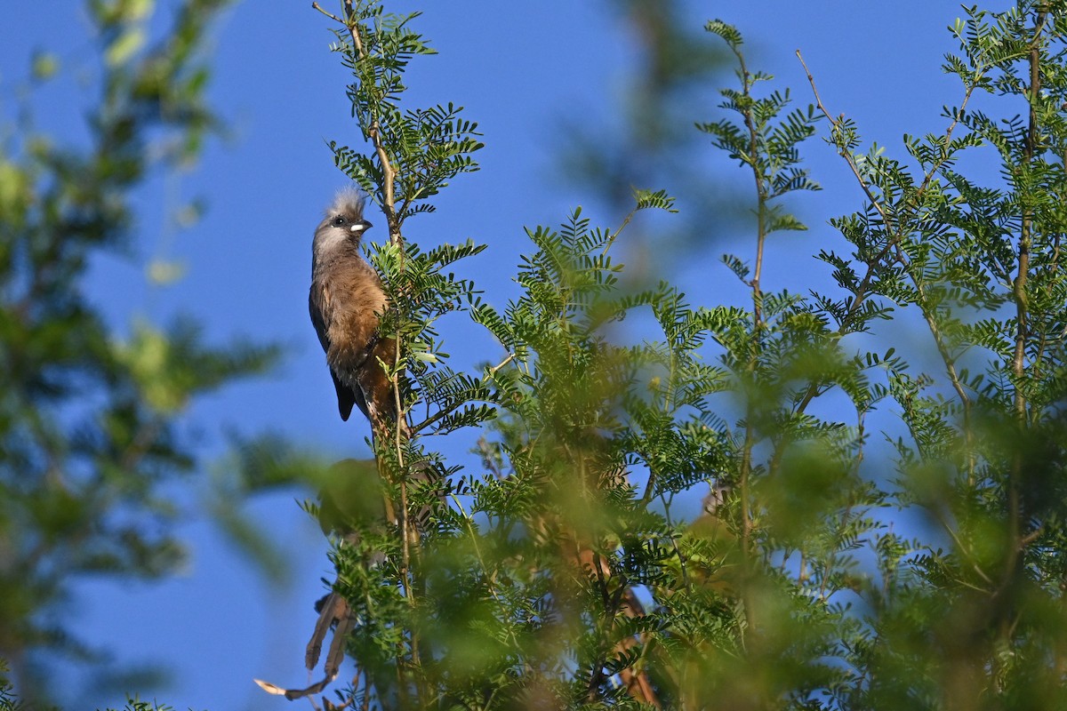 Speckled Mousebird - Marcelina Poddaniec