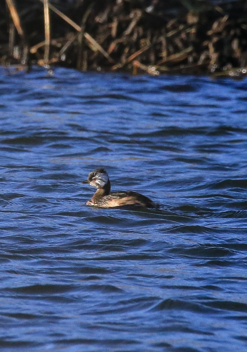 White-tufted Grebe - Elías Marín