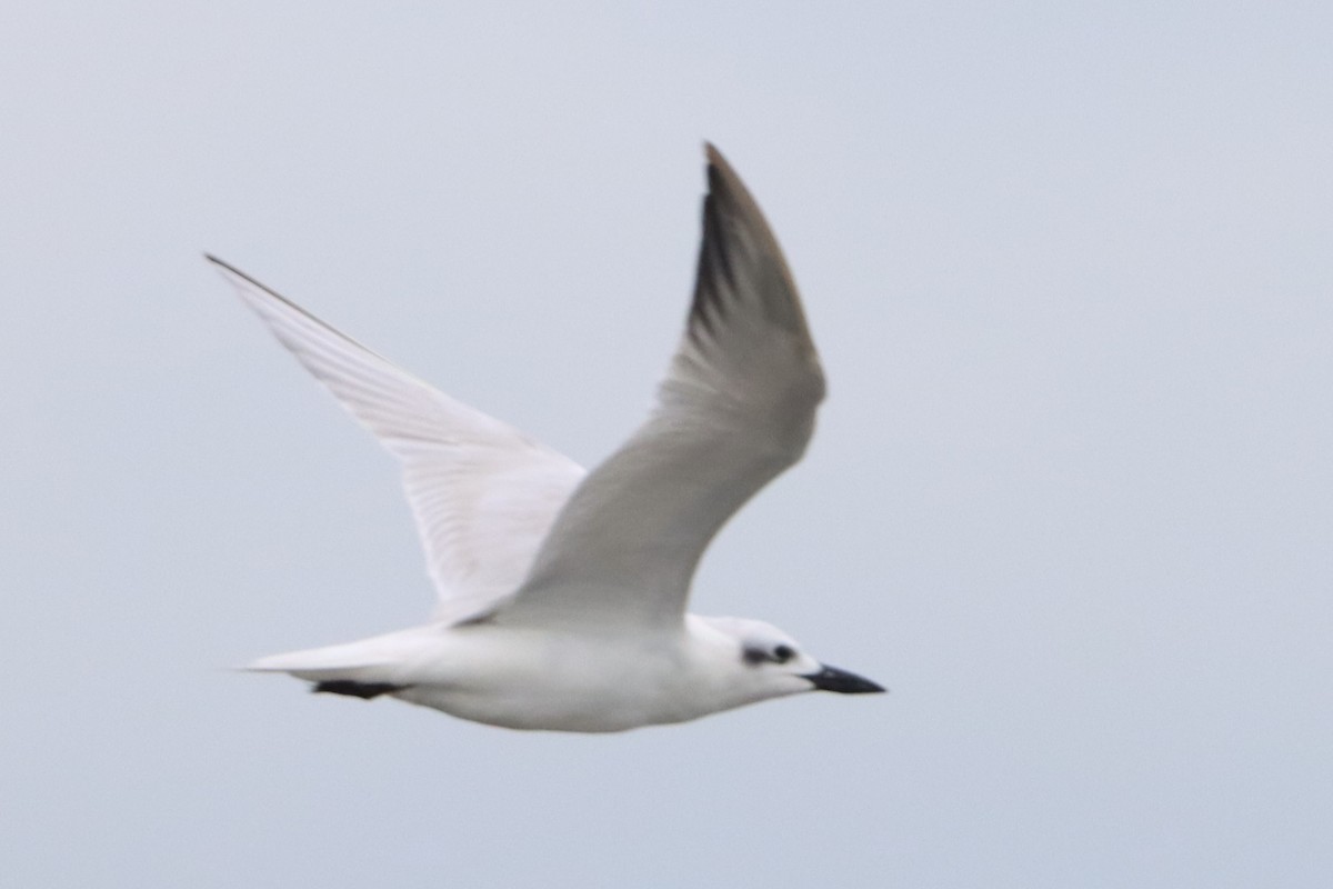 Gull-billed Tern - ML619522035