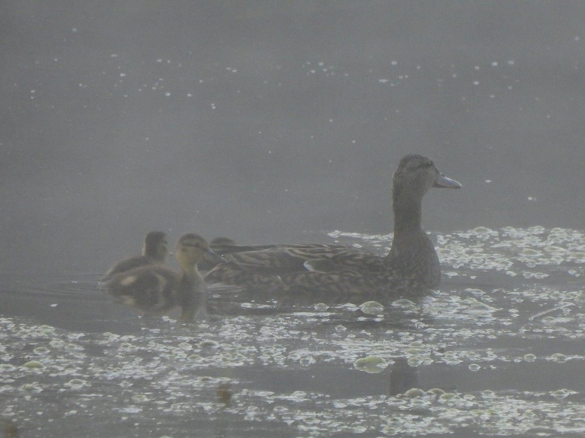 Mallard - Nancy VanCott