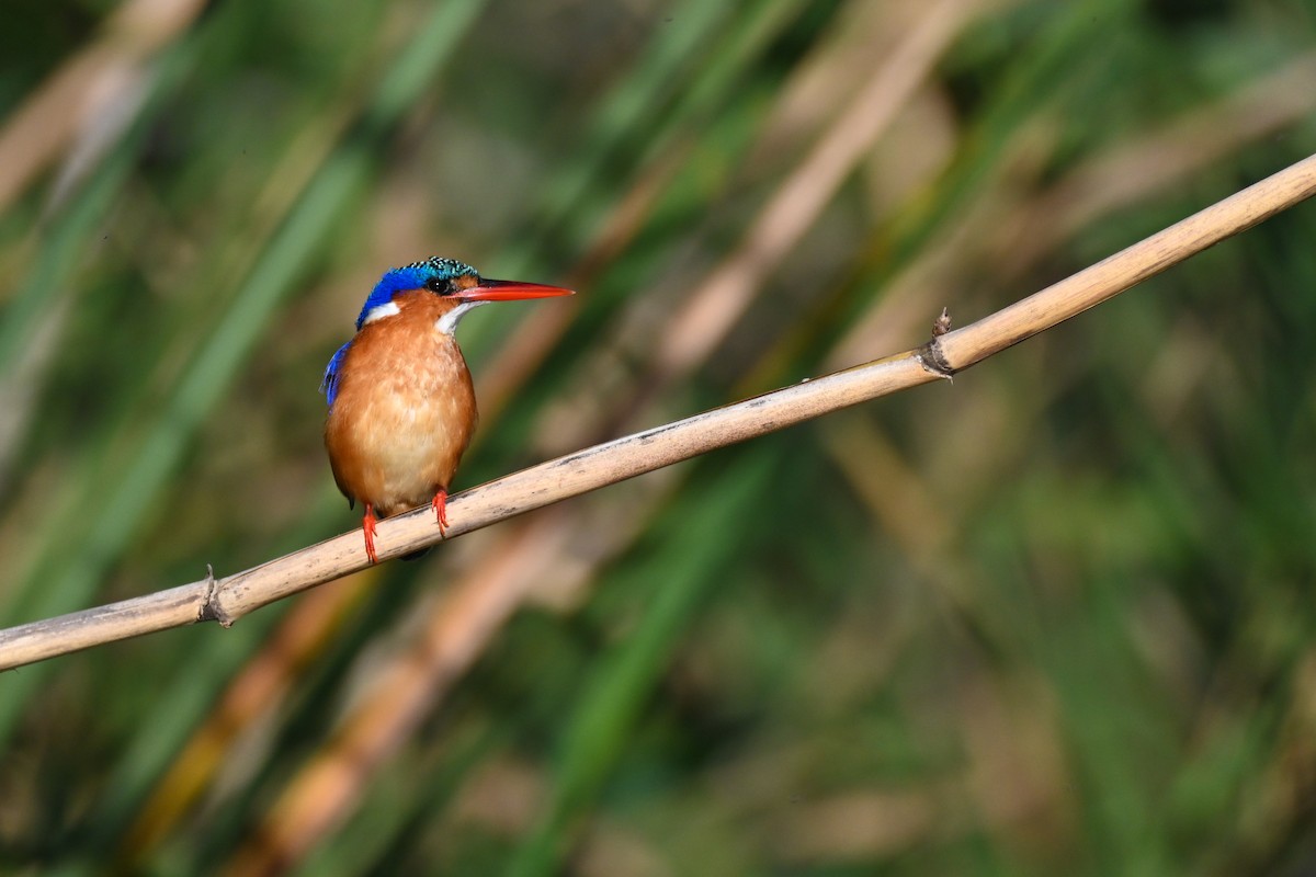 Malachite Kingfisher (Mainland) - Marcelina Poddaniec