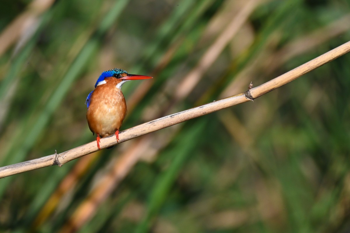 Malachite Kingfisher (Mainland) - ML619522037