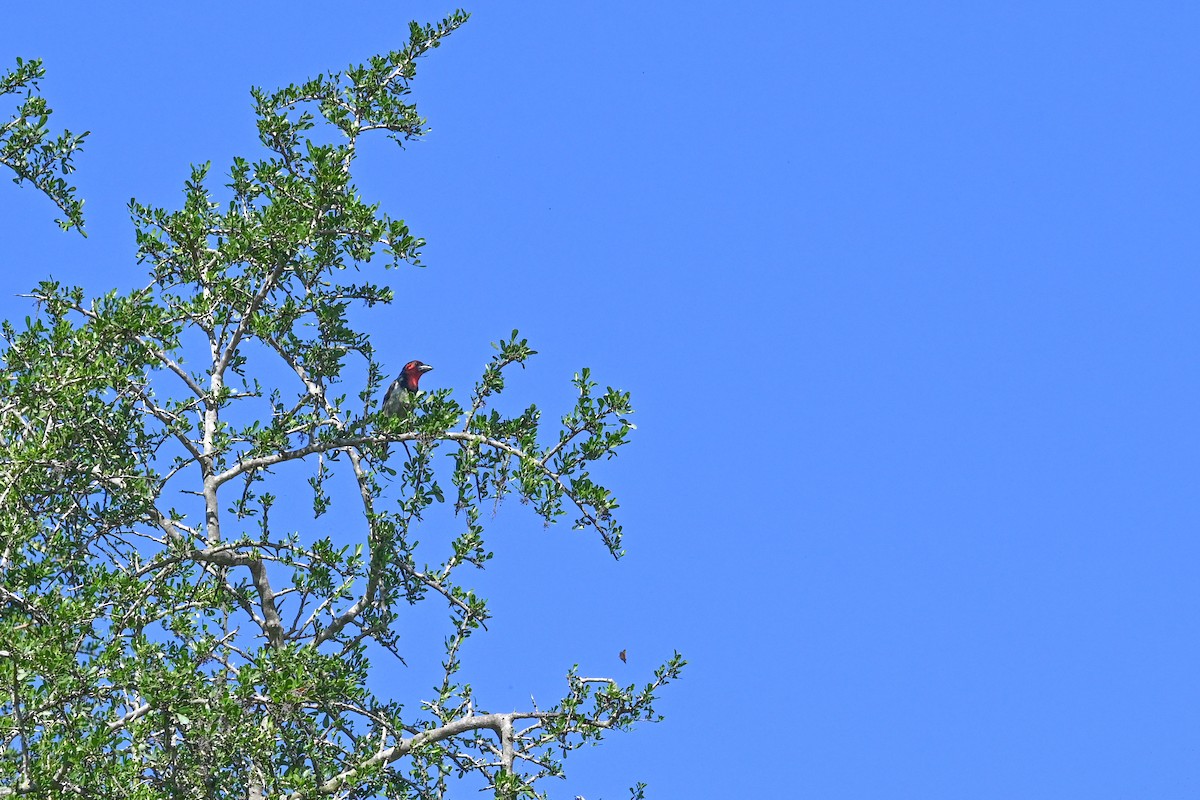 Black-collared Barbet - ML619522040