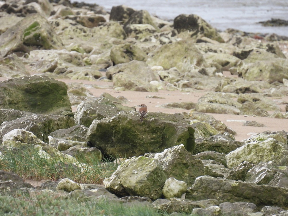 Red-backed Shrike - Matthew Hall