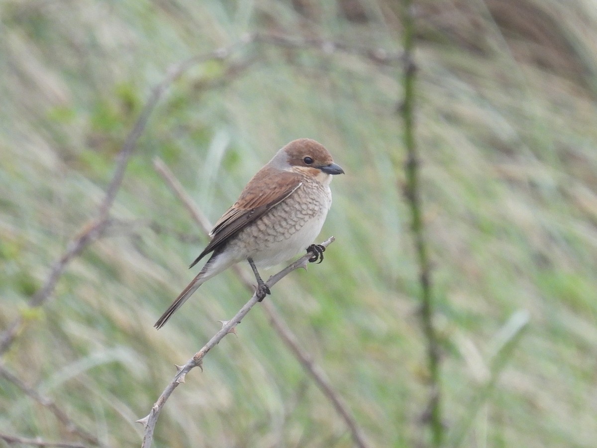 Red-backed Shrike - Matthew Hall