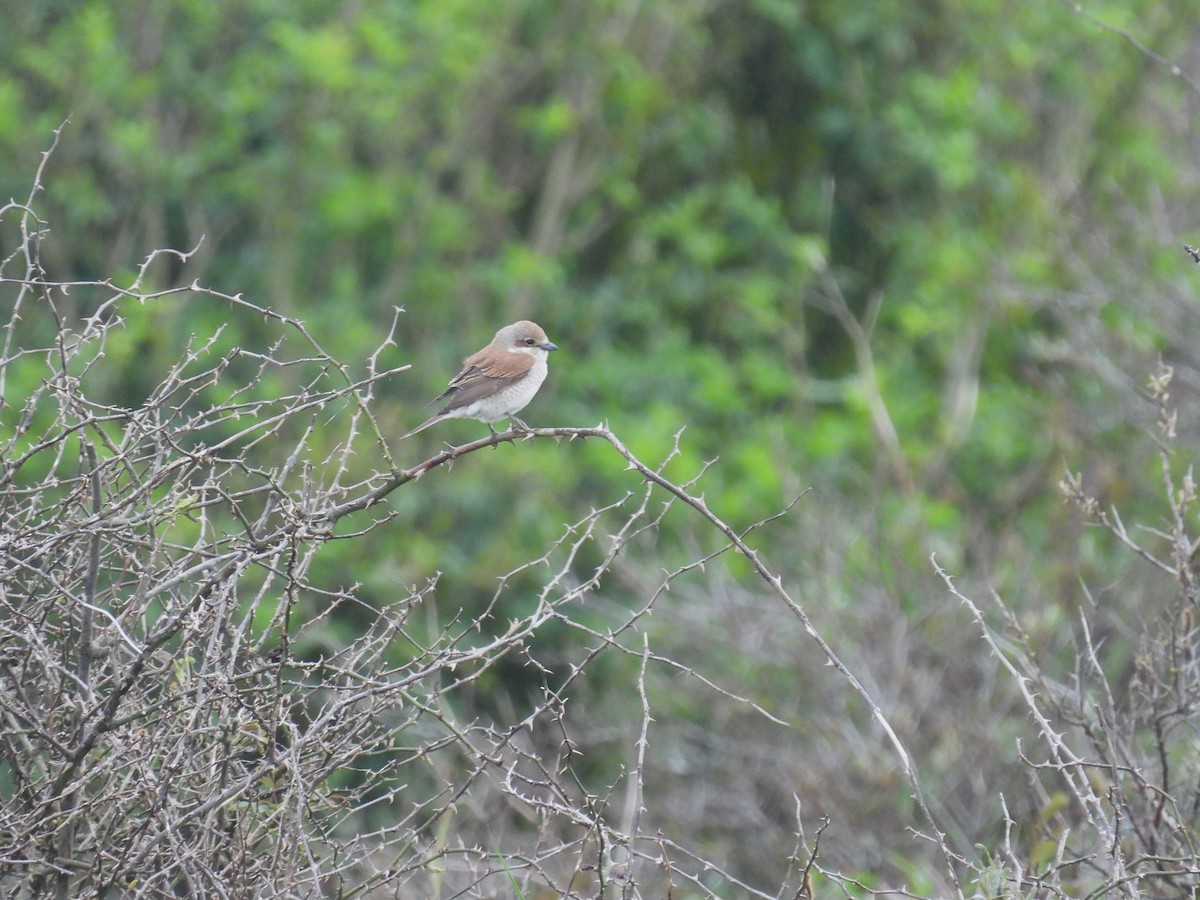 Red-backed Shrike - Matthew Hall