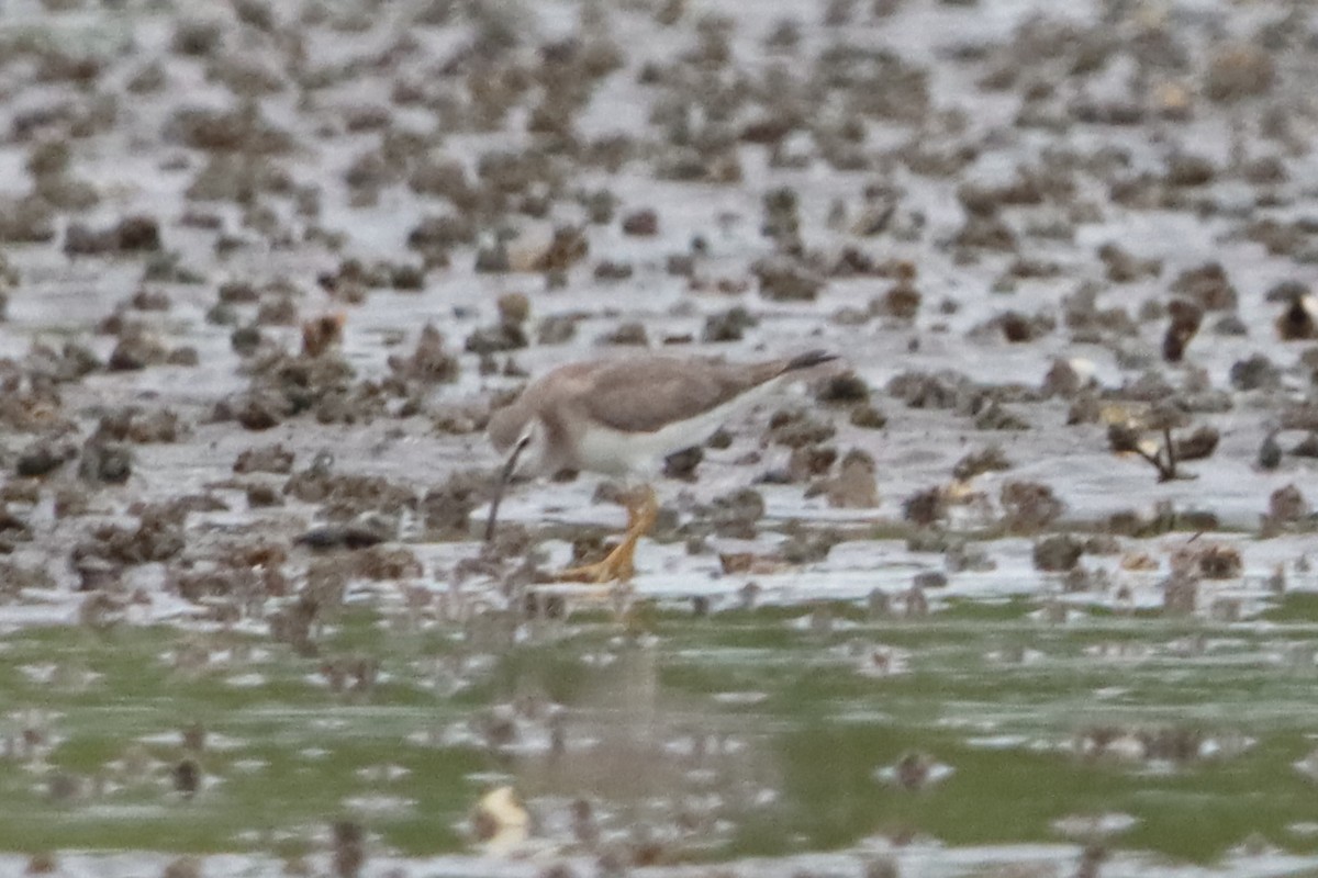 Gray-tailed Tattler - David Morrison